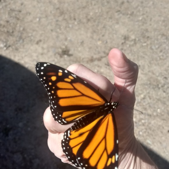 Meet your Posher, Kimberly - Picture 1 of 1